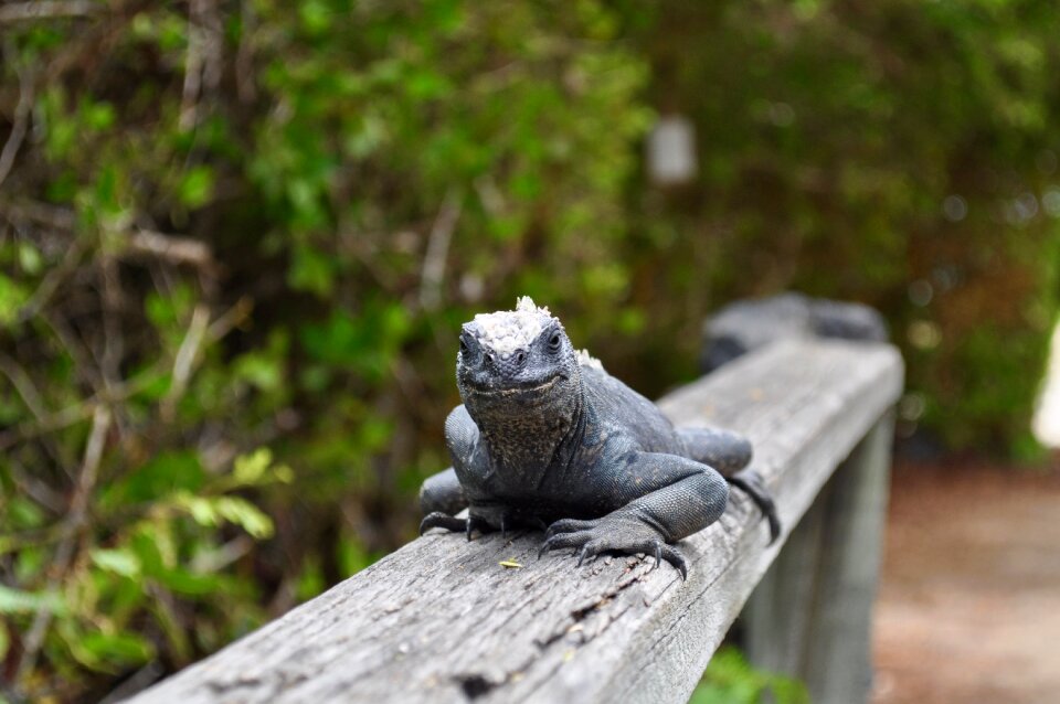 Wildlife tropical dragon