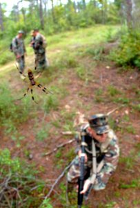 US Navy 080911-N-7367K-006 Seabees encounter a banana spider