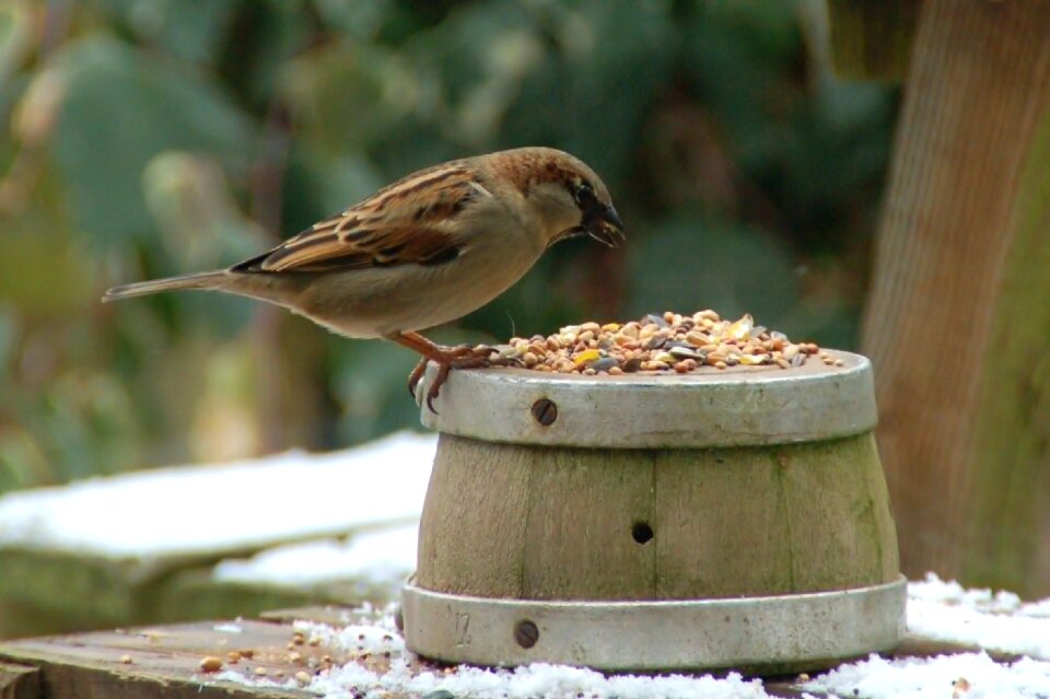 Wood outdoor sparrow