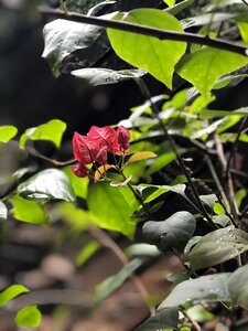 First flower plant nature