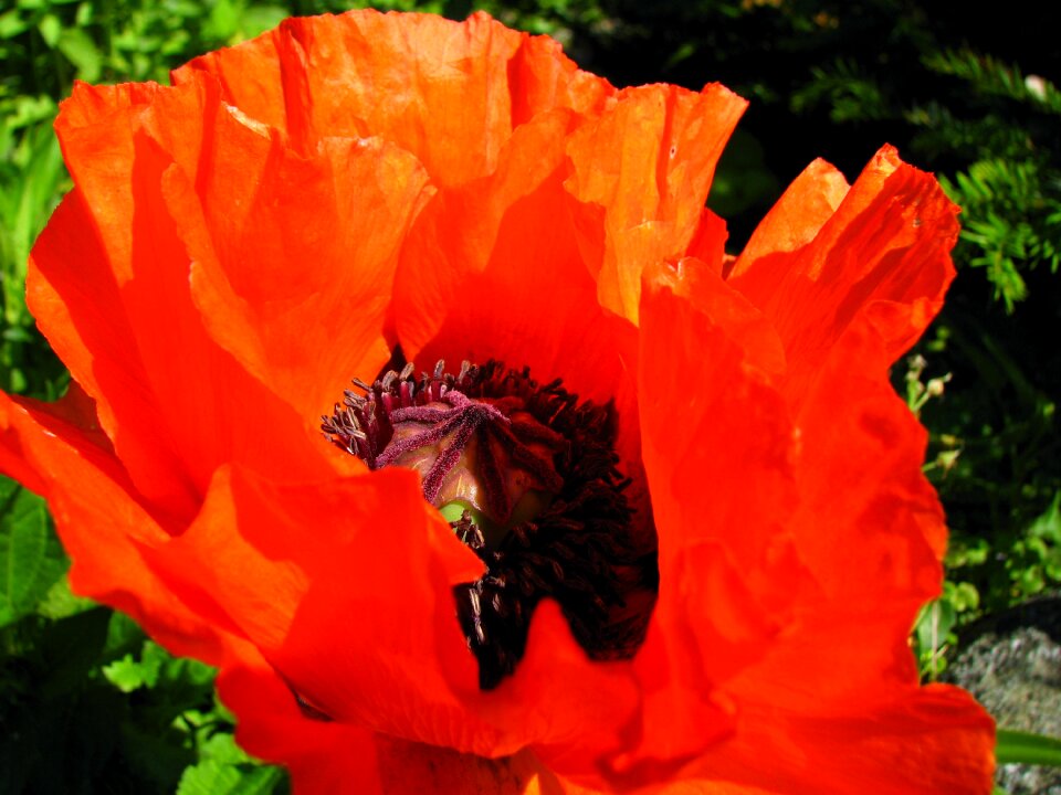 Garden plant red