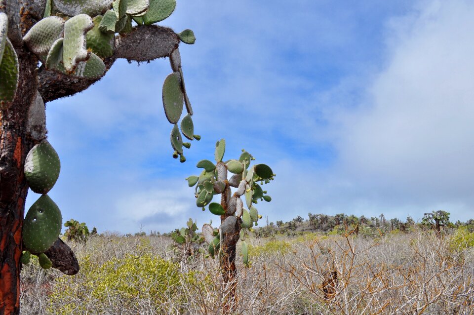 Exotic volcanic land
