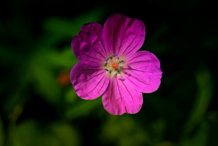 Purple close up summer