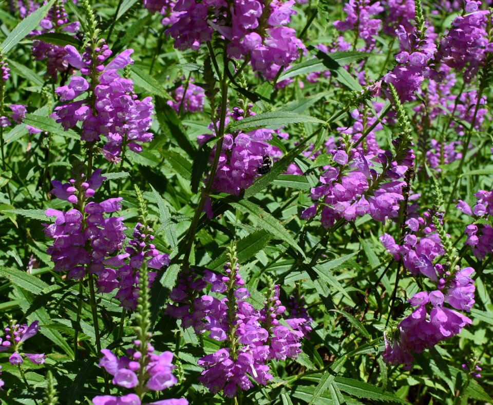 Bloom plant garden