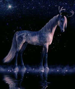 Animal horse waters