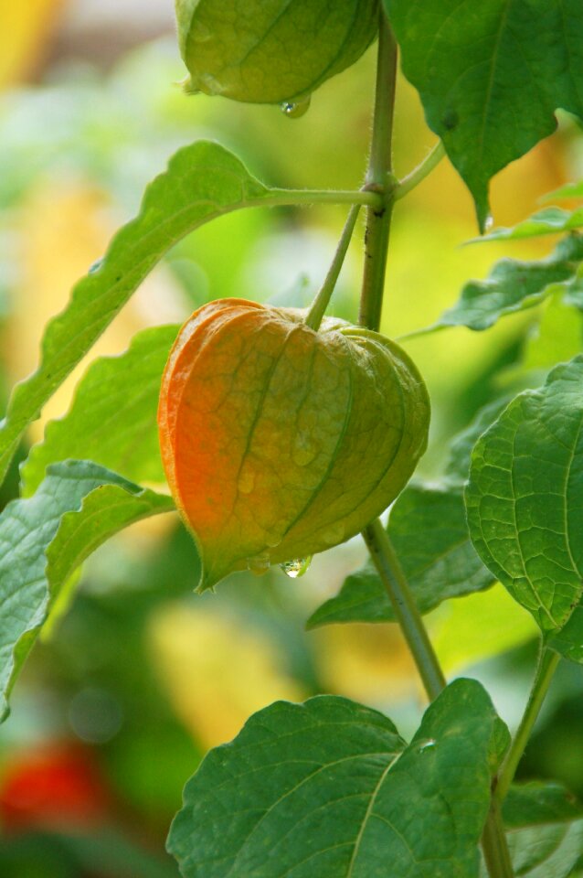 Plant green orange
