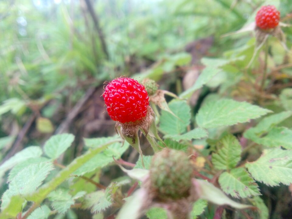 Raspberry wuyuan division billion