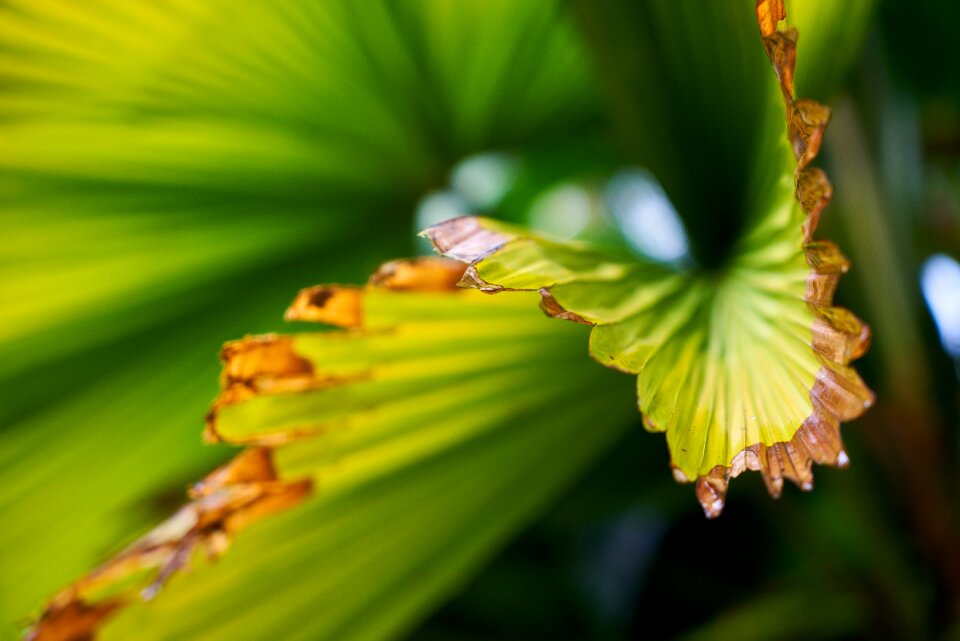 Texture nature plant