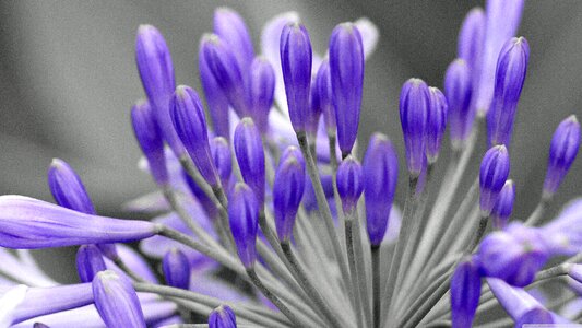 Flower flora color photo