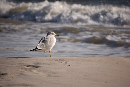 Water ornithology wildlife photo