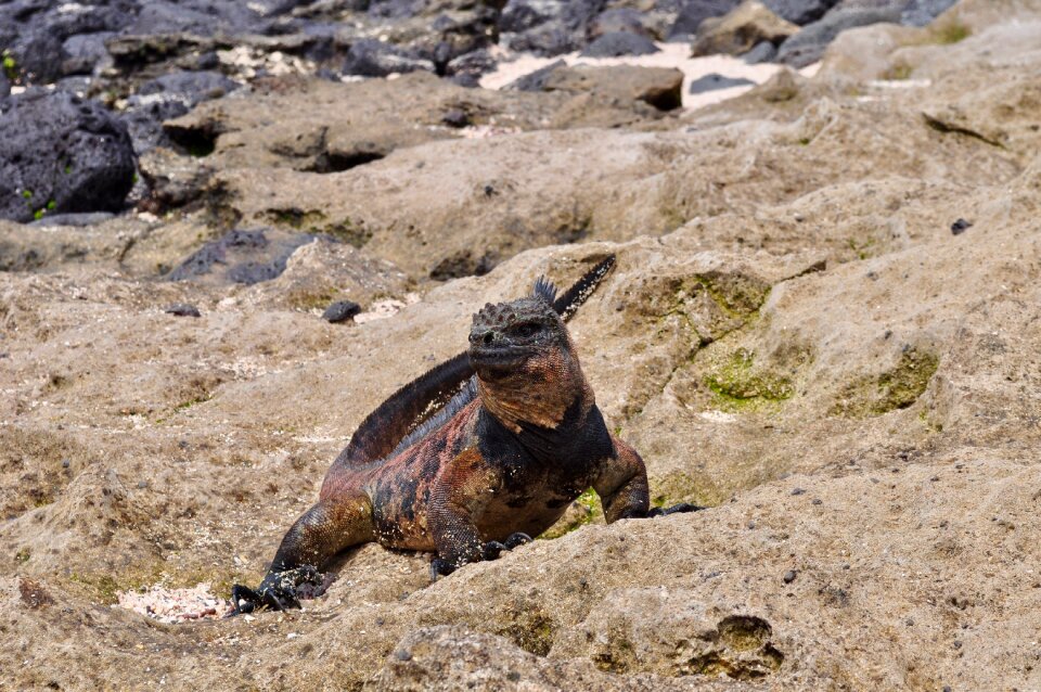 Reptile exotic endemic