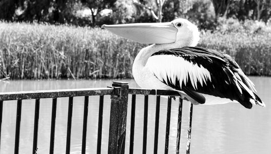 Wildlife pelecanus white