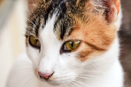 Feline animal eyes photo