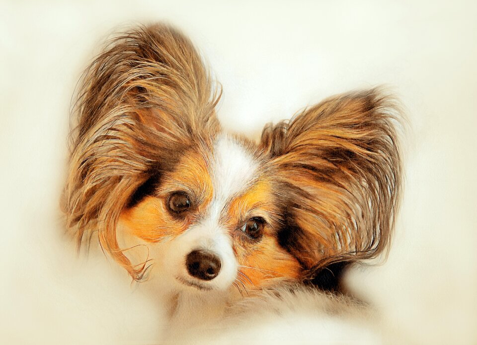 Pets view devotion