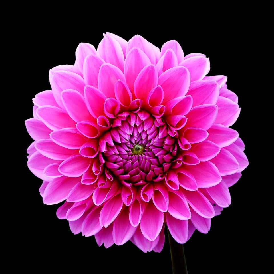 Asteraceae flower garden ornamental flower