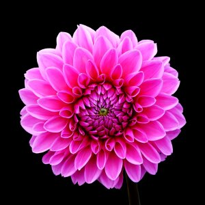 Asteraceae flower garden ornamental flower
