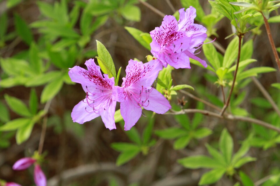 Flowers leaf garden photo