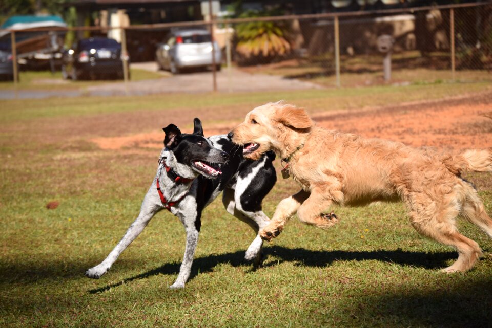 Dogs playing playful puppy