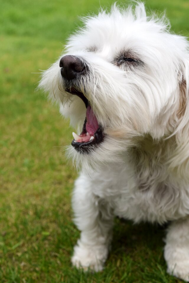White tired sweet