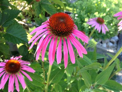 Flower echinacea purple