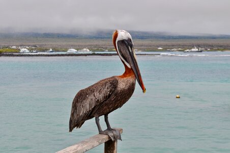 Exotic galapagos fisher