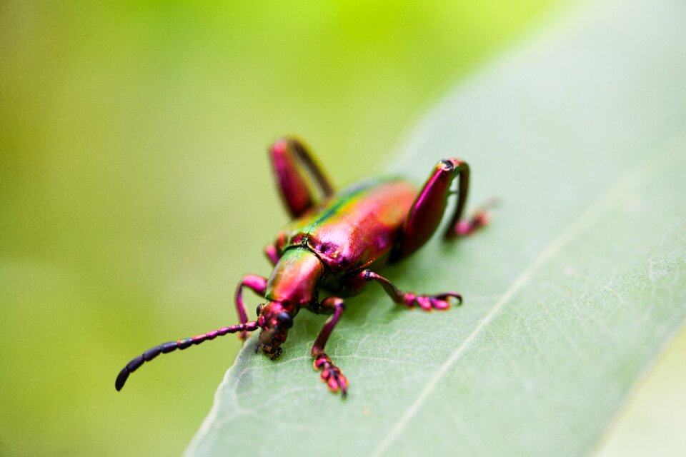Bug wild natural
