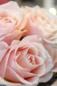 Blossom bloom love