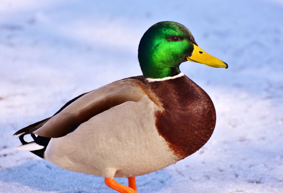 Mallard bird feather