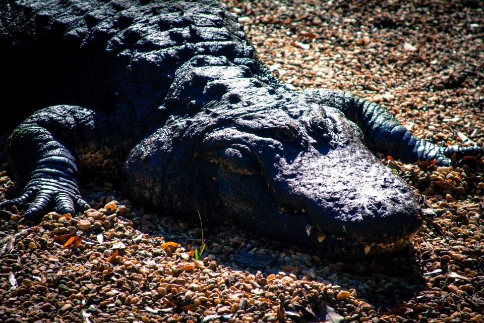 Wildlife crocodile wild