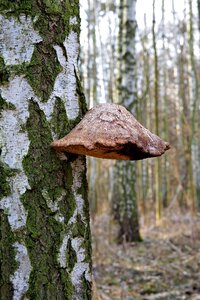 The bark birch nature