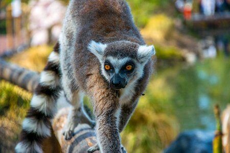 Wildlife primate outdoors
