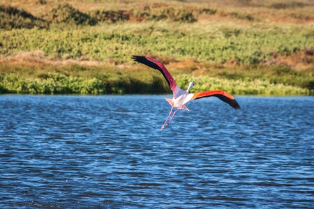 Wingspan fly flying