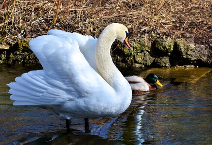 Pride waterfowl bird photo