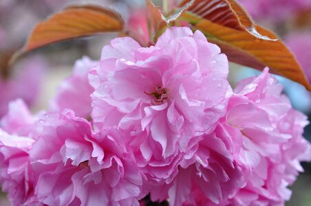 Flower cherry blossoms pink