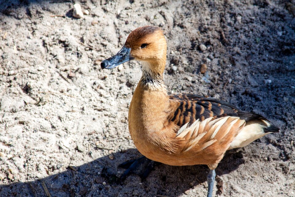 Nature water wildlife