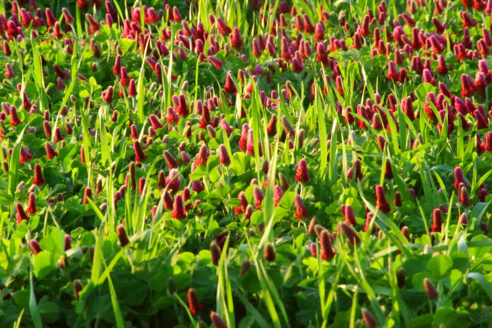 Herbal field spring