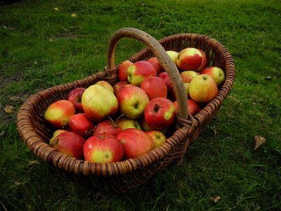 Autumn apfelernte fruit