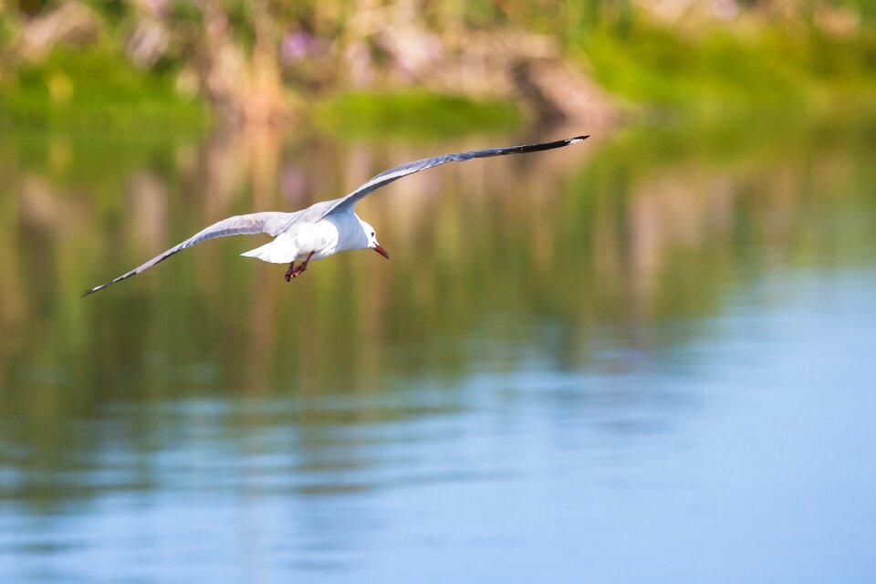 Wings wingspan feathers