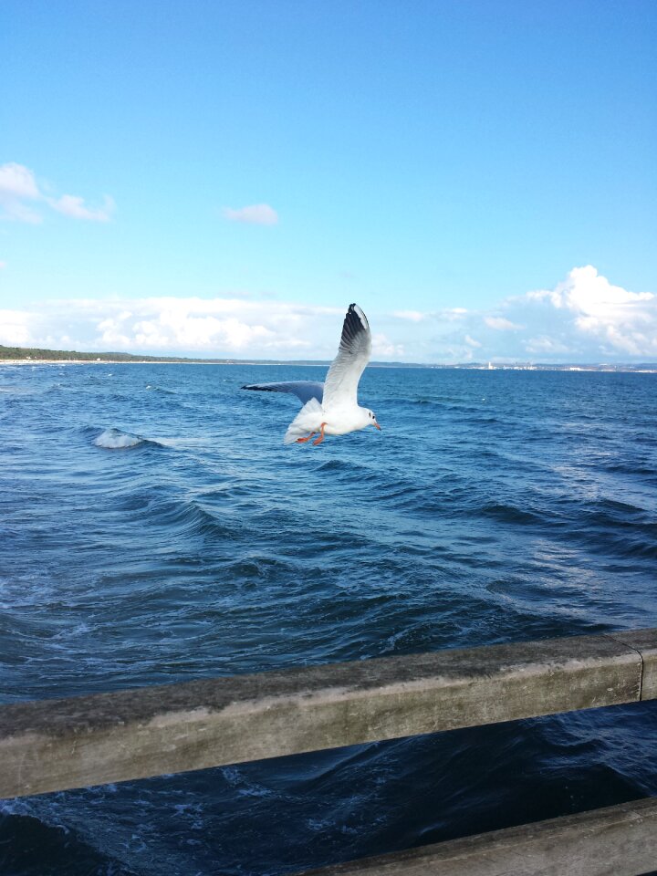 Nature birds sky