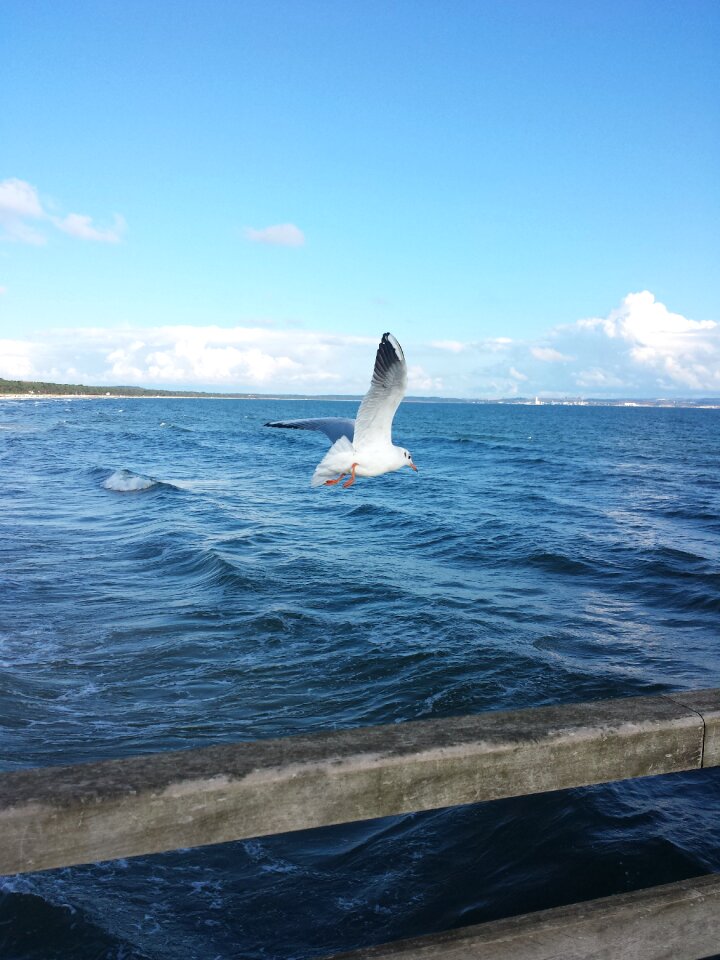 Nature birds sky photo