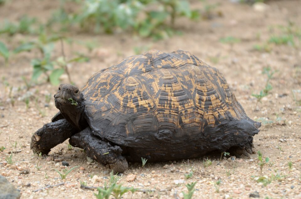 Animal wildlife creature