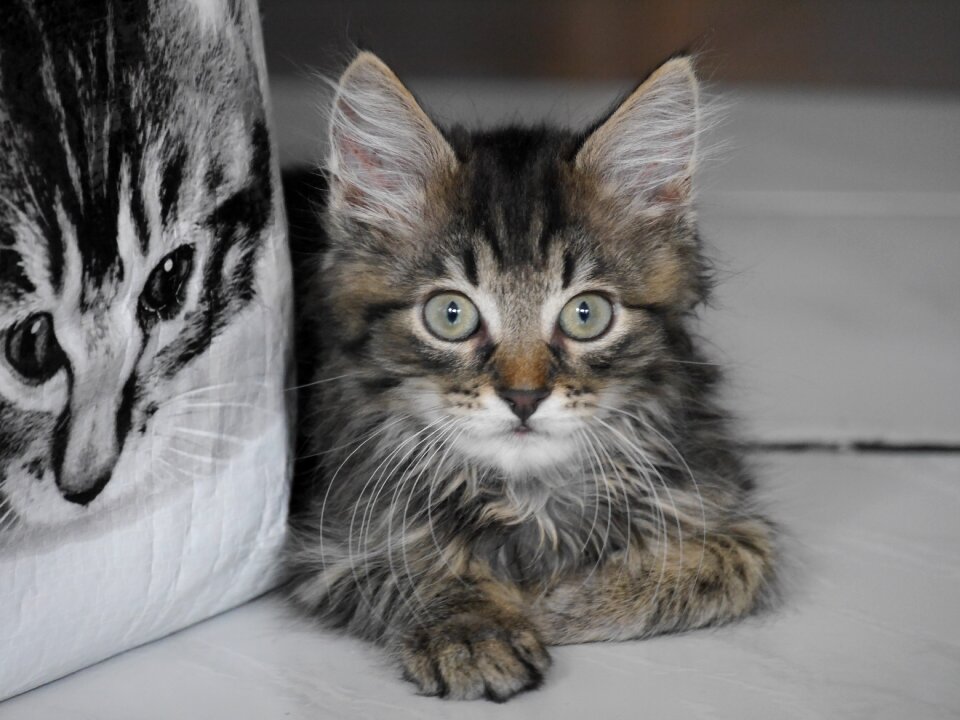 Cat pet cute