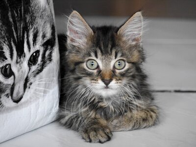 Cat pet cute