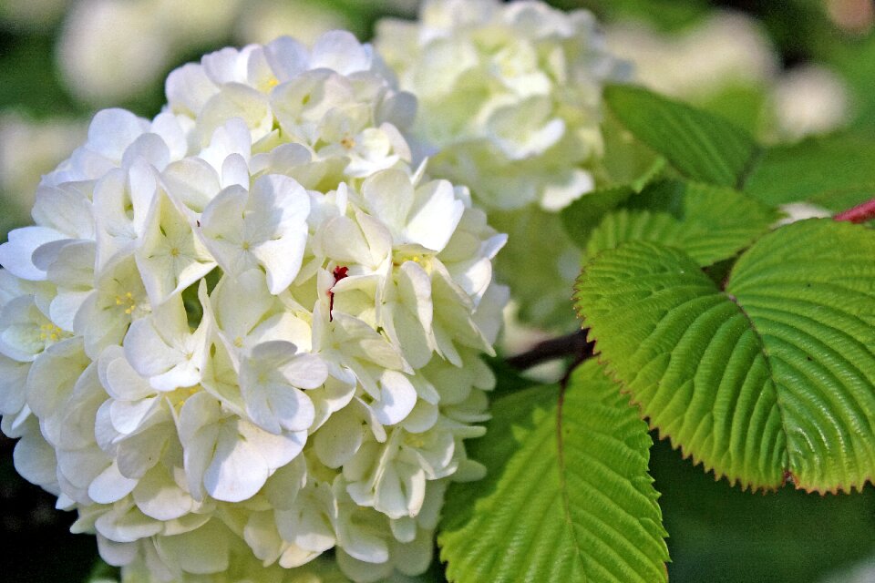 Leaf garden hydrangea