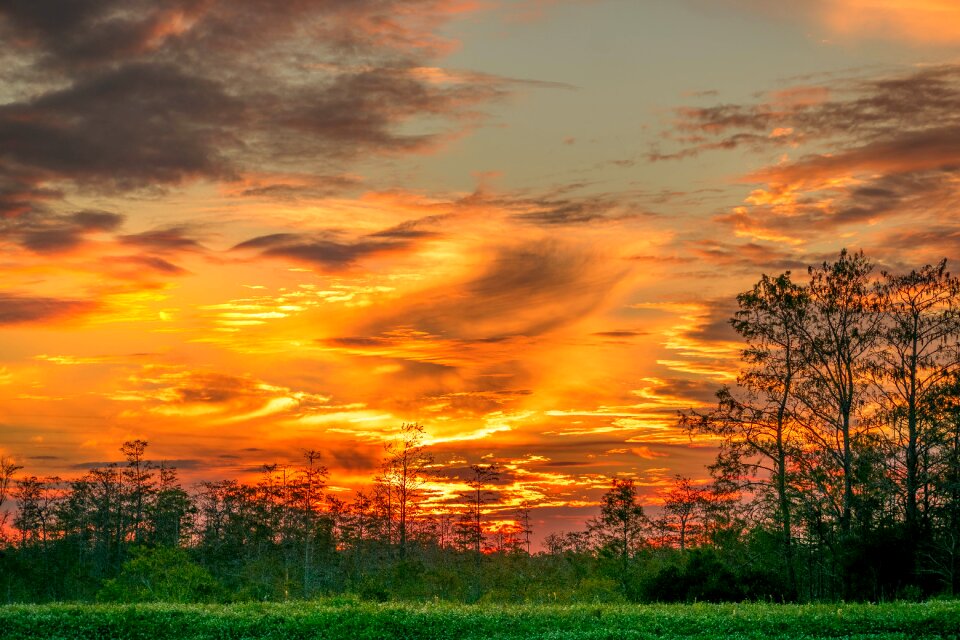 Landscape bayou cypress