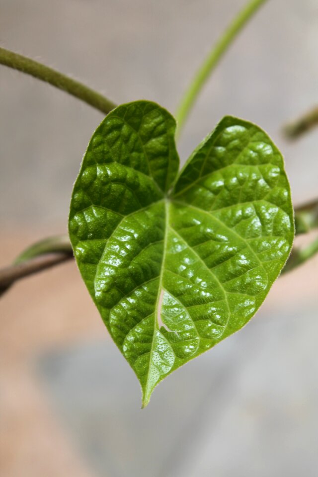 Peace romance spirit
