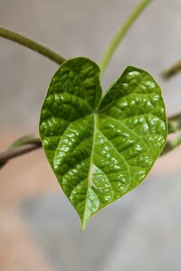 Peace romance spirit