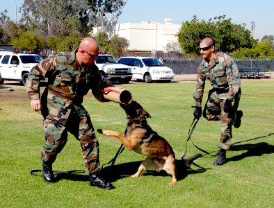 US Navy 081029-N-4021H-012 Chief Master-at-Arms James Bruno and Master-at-Arms 2nd Class Jorge Barajas conduct training with military working dog, Ico photo