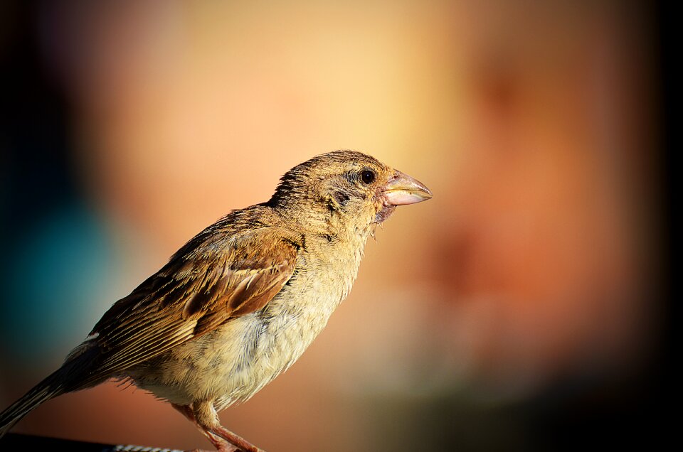 Animal outdoors cute