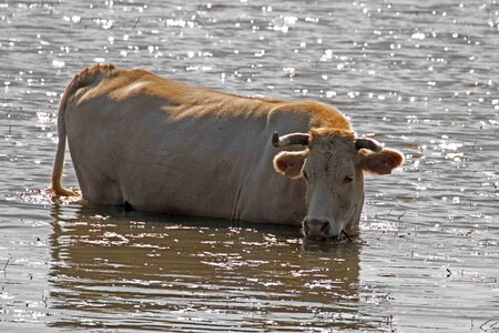 Water grazing nature
